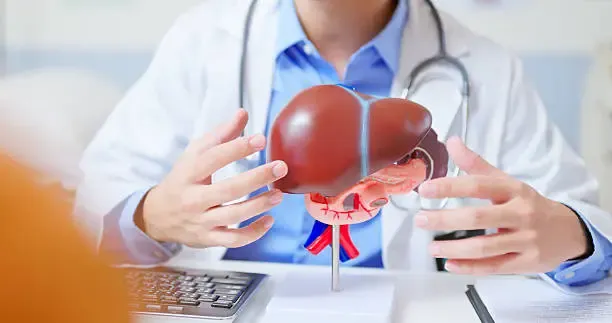 Anatomical view of the liver and bile system showing how bilirubin flows