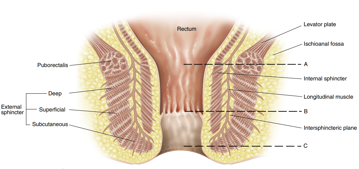 Evaluation of the Anal Sphincter by Anal Endosonography